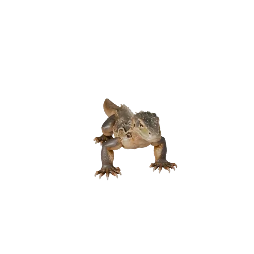 Modèle 3D de varan réaliste, rendu de vie sauvage en vue latérale, actif animal prêt pour l'animation avec plis de peau, form