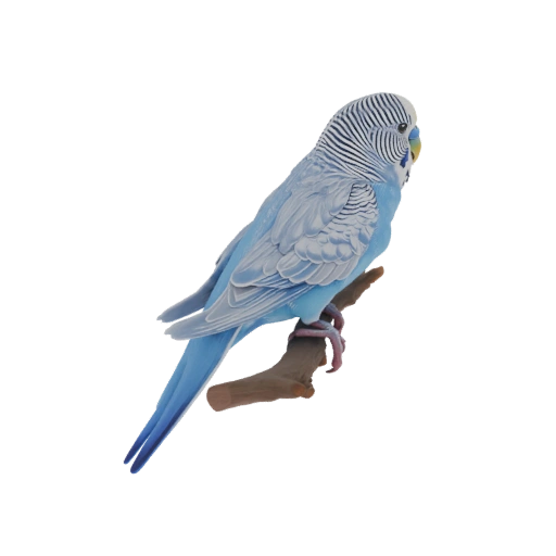 Blue Budgerigar Perched on a Branch