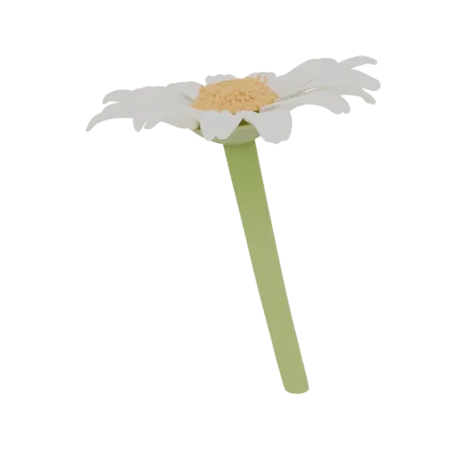 Modello 3D di una penna fiore margherita con petali bianchi e centro giallo su stelo verde, isolato su sfondo bianco.