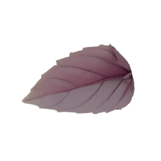 A realistic 3D model of a single purple basil leaf, viewed from the side, showcasing its detailed veins and serrated edges.