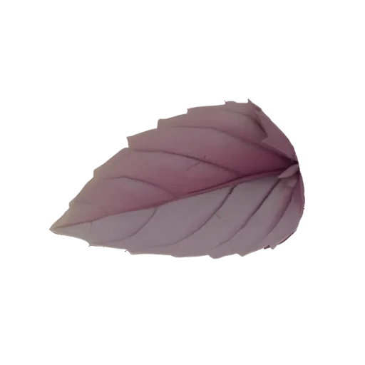 Un modelo 3D realista de una sola hoja de albahaca morada, vista de lado, mostrando sus venas detalladas y bordes aserrados.