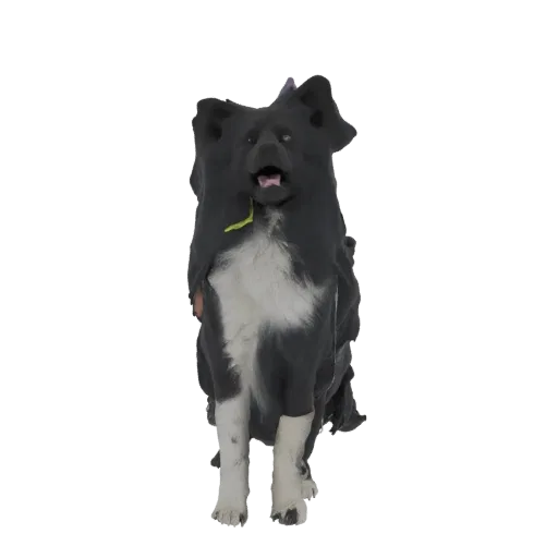 Modelo 3D de cão Border Collie com fantasia preta e branca e coleira verde, sentado e olhando para frente.