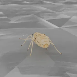 A detailed 3D model of a predatory mite, Amblyseius swirskii, with a translucent pearly-yellow body and long legs, set agains