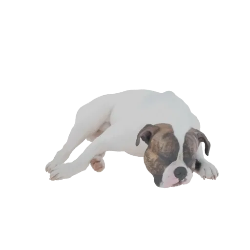 Un modello 3D di un cucciolo di Bulldog Americano bianco e tigrato che dorme pacificamente su uno sfondo bianco.