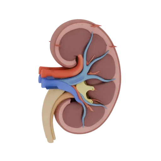 Cutaway Kidney Realistic 3D model, three-quarter studio render, showing soft tissue colors, organ silhouette.