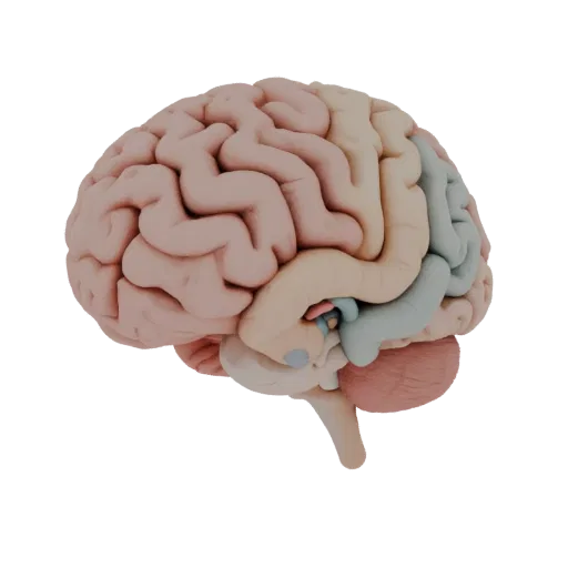 Modèle 3D Cerveau Pédagogique, rendu de formation trois-quarts, montrant les couleurs des tissus mous, la silhouette de l'org