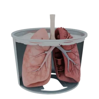 Teaching Lung High Poly 3D model, close-up studio render, showing soft tissue colors, organ silhouette.