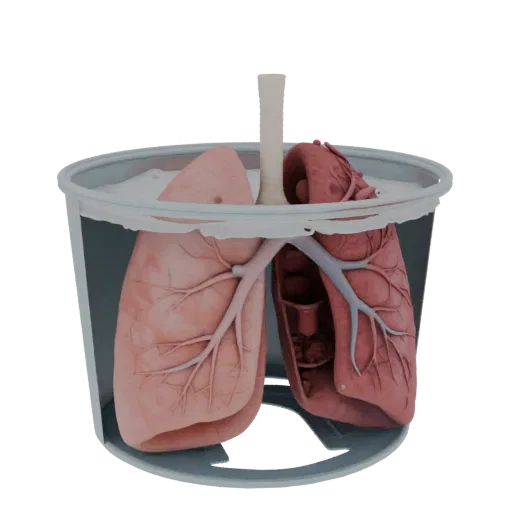 Modèle 3D haute densité d'enseignement pulmonaire, rendu studio rapproché, montrant les couleurs des tissus mous, la silhouet