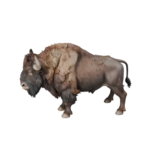 Modèle 3D de bison, rendu animalier de profil, actif animalier prêt pour Blender avec direction de la fourrure, formes des ra