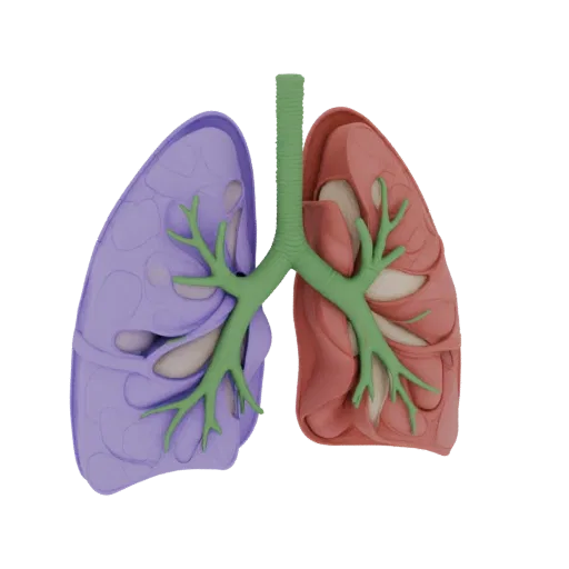 Cutaway Lung Printable 3D model, isometric STL render, showing soft tissue colors, organ silhouette.