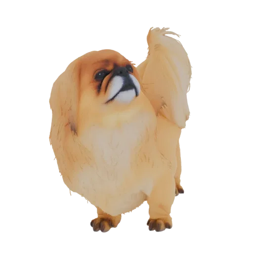 3D model of a golden Pekingese dog standing with its tail curled over its back, showcasing its fluffy mane and alert expressi