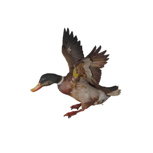 Modelo 3D de Pato Realista - Recurso PBR Riggeado para Juegos | Libre de Regalías