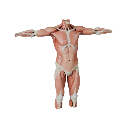 Sectioned Torso Anatomy Kit 3D model, game viewport three-quarter view, showing neutral educational colors, form detail.