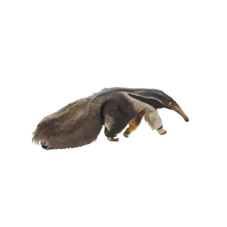 3D model of a Giant Anteater with its long snout and bushy tail, shown from the side.