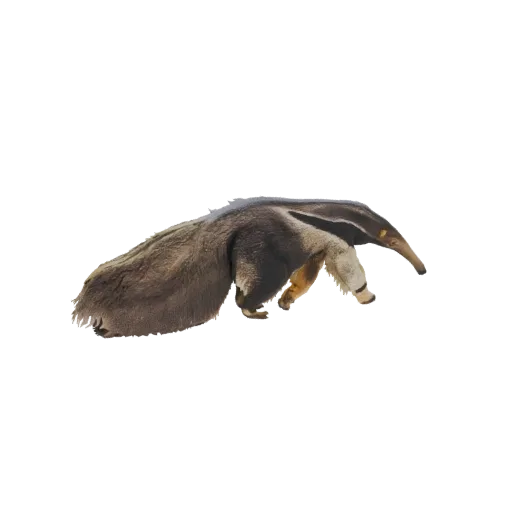 3D model of a Giant Anteater with its long snout and bushy tail, shown from the side.