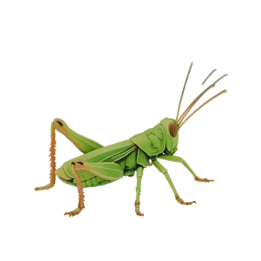 Un modelo 3D detallado de un saltamontes verde, visto de lado, con sus patas y antenas claramente visibles.