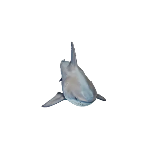 Modello 3D di squalo realistico, rendering naturalistico di lato, asset animale pronto per l'animazione con risposta della pe