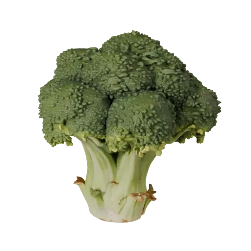 Modèle 3D réaliste de tête de brocoli bio, rendu studio trois-quarts, montrant les nervures des feuilles, silhouettes claires