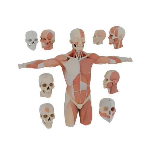 Human Torso Anatomy Kit 3D model, three-quarter training render, showing neutral educational colors, form detail.