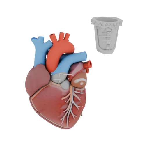 Lehrherz druckbares 3D-Modell, isometrische STL-Renderung, zeigt Farben von Weichgewebe, Organ-Silhouette.