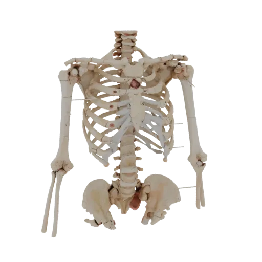 Spine Skeleton 3D model, side profile view, technical viewport render, showing bone surfaces, skeletal landmarks.