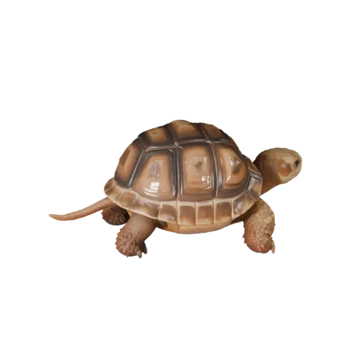 Cartoon Desert Tortoise 3D Model - Stylized Asset for Animation