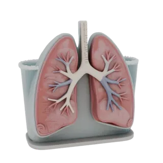 Teaching Lung Printable 3D model, isometric STL render, showing soft tissue colors, organ silhouette.