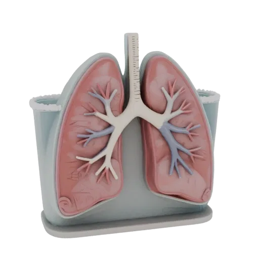 Modèle 3D imprimable Teaching Lung, rendu STL isométrique, montrant les couleurs des tissus mous, silhouette de l'organe.