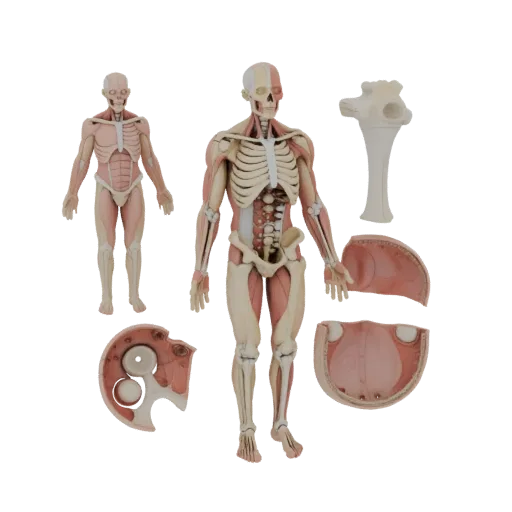 Modello 3D Kit Anatomia Giunto Modulare, vista laterale, rendering tecnico viewport, mostra dettaglio materiale e scala.