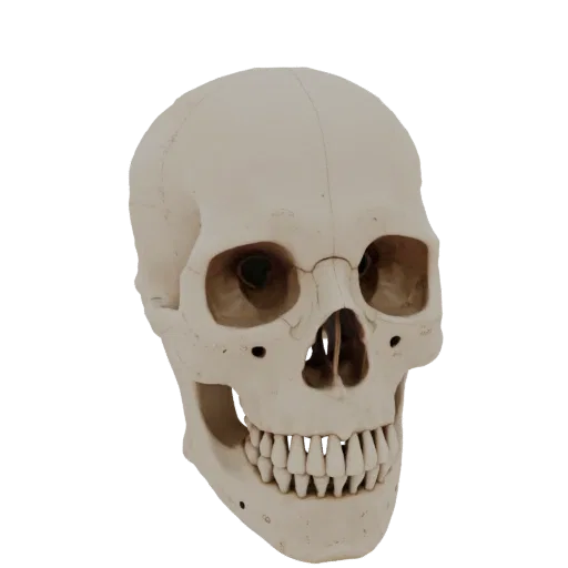 Skull Skeleton Printable 3D model, isometric STL render, showing bone surfaces, skeletal landmarks.