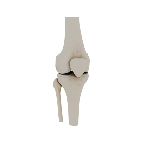 Human Knee Joint 3D Model