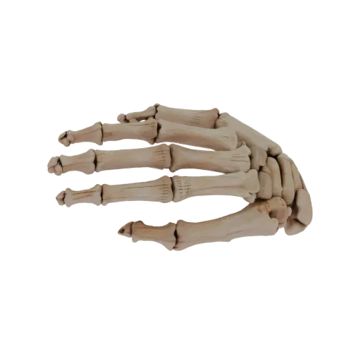 Spine Hand Bones 3D model, side profile view, technical viewport render, showing bone surfaces, skeletal landmarks.
