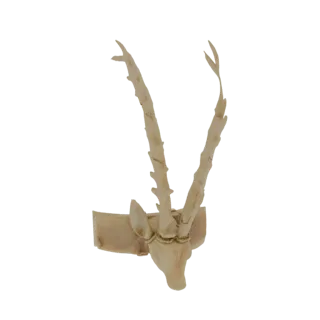 3D model render of an ornate antelope head with detailed facial features and intricately twisted horns, mounted on a decorati