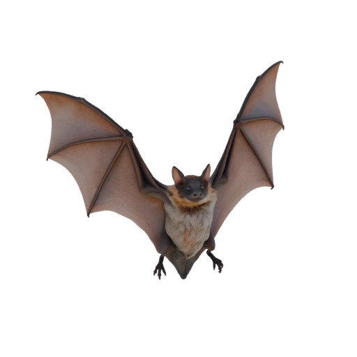 Bat