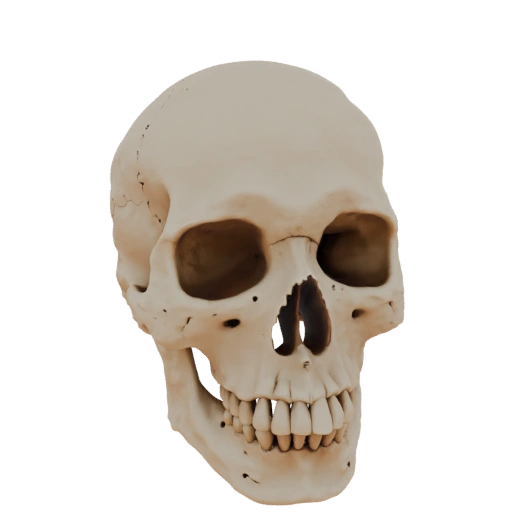 Human Skull without Lower Jaw