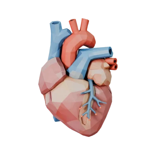 Healthy Heart Low Poly 3D model, game viewport three-quarter view, showing soft tissue colors, organ silhouette.