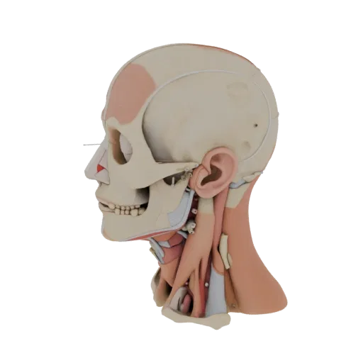 Modular Head Anatomy Kit 3D model, three-quarter front view, AR viewer studio render, showing material detail and scale.