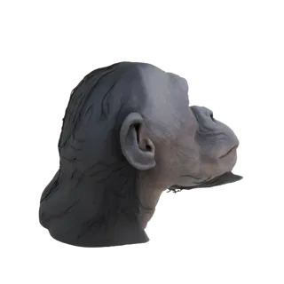 Vista di profilo laterale di un modello 3D dettagliato della testa di uno scimpanzé, che mostra texture della pelle realistic