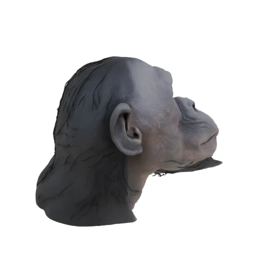 Vista di profilo laterale di un modello 3D dettagliato della testa di uno scimpanzé, che mostra texture della pelle realistic