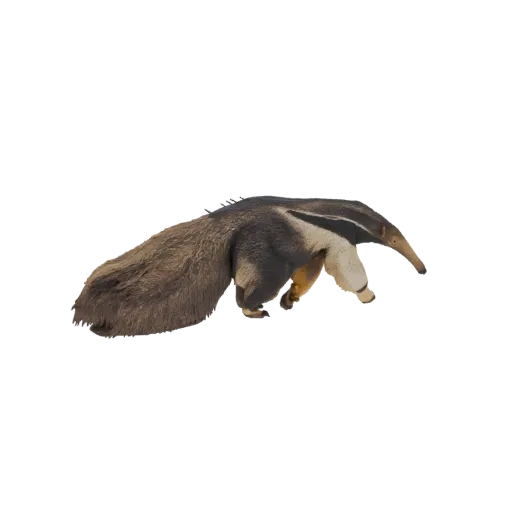 3D model of a Giant Anteater with its long snout and bushy tail, posed on all fours.