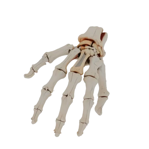 Spine Hand Bones Education 3D model, three-quarter training render, showing bone surfaces, skeletal landmarks.