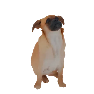 3D model of a tan Pug mix dog sitting and looking up with a curious expression, isolated on a white background.