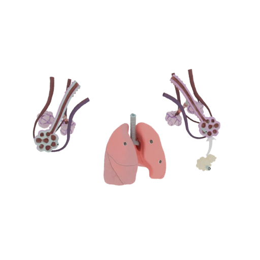 Human Lung Anatomy Model