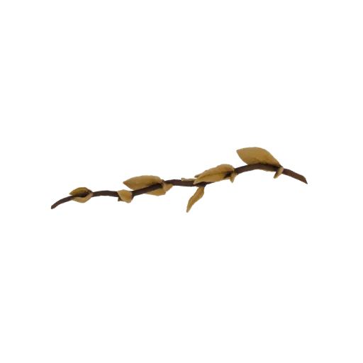 3D model of a brown Magnolia branch with several fuzzy, light brown buds clustered along its length, against a white backgrou