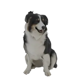 3D model of a black, white, and tan Border Collie dog sitting with its head tilted slightly, looking to the side.