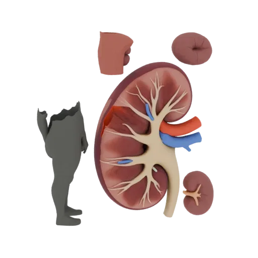 Cutaway Kidney High Poly 3D model, close-up studio render, showing soft tissue colors, organ silhouette.