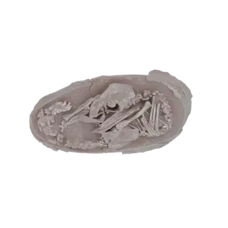 Top-down view of a 3D model depicting a fossilized dinosaur embryo curled inside a cracked eggshell, showing detailed bones a