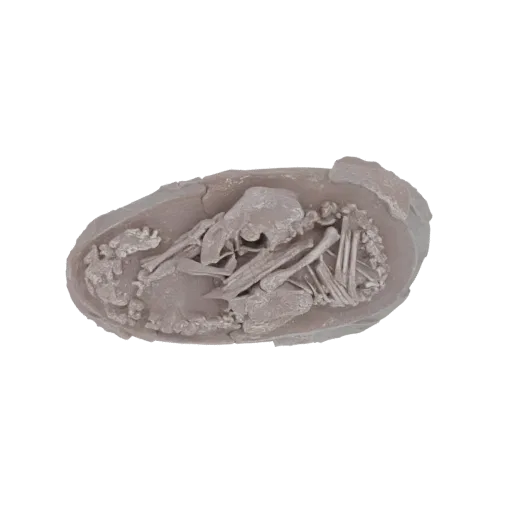 Top-down view of a 3D model depicting a fossilized dinosaur embryo curled inside a cracked eggshell, showing detailed bones a