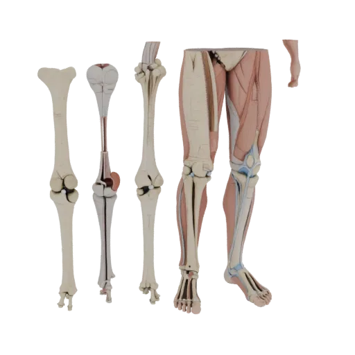 Human Joint Anatomy Kit 3D model, side profile view, technical viewport render, showing material detail and scale.