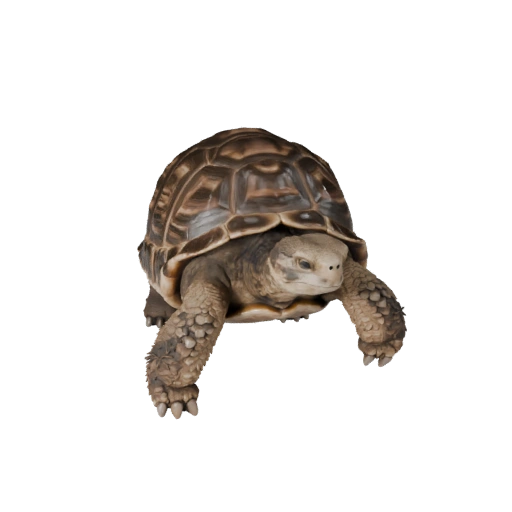 Modello 3D Tartaruga per Unity - Asset Pronto per il Gioco, FBX | Royalty-Free